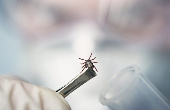 Kırım Kongo Kanamalı Ateşi