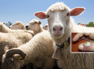 Kurban Kesimi Sonrası Orf Hastalığı Riski