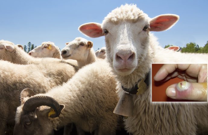 Kurban Kesimi Sonrası Orf Hastalığı Riski